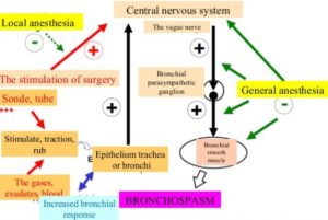 Bronchospasm Pathophysiology