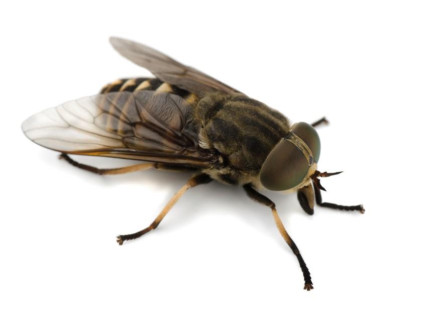 Attēlu rezultāti vaicājumam “horsefly”