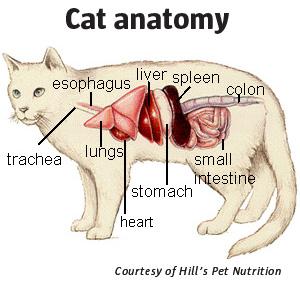 cat anatomy