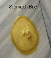 Image result for cat vomiting bile