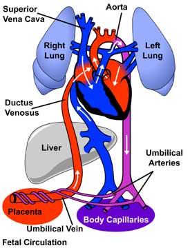 pfo2a.jpg