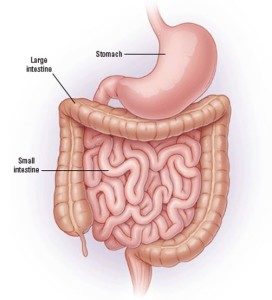 Anatomy-of-the-Digestive-System-272x300.jpg