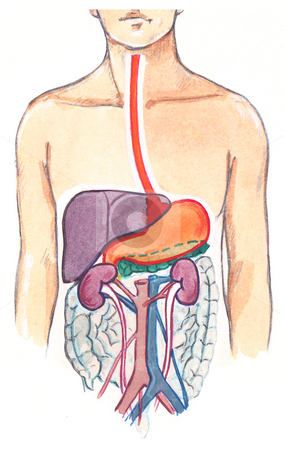 Hyperactive Bowel Sounds digestive system