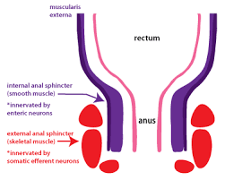 Defecation And Continence