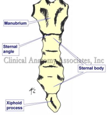 Sternal Angle Image